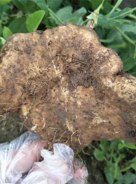 湖北梅川武穴蕲春 黄梅特产佛手山药新鲜佛掌淮山汤非铁棍3斤包邮