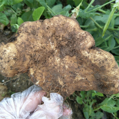 湖北梅川武穴蕲春3斤佛手山药