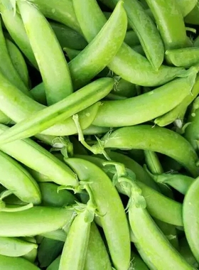 云南新鲜甜豆 现摘现发农家自家种脆甜鲜嫩豌豆碗豆蔬菜带壳食用