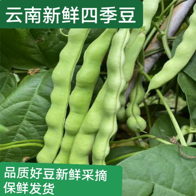 时令蔬菜四季豆新鲜现摘