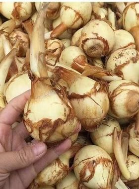 云南新鲜茨菇白茨菇农家自种新鲜慈姑粉糯茨菰马蹄菇燕尾菇
