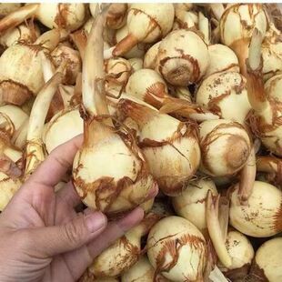 云南新鲜茨菇白茨菇农家自种新鲜慈姑粉糯茨菰马蹄菇燕尾菇
