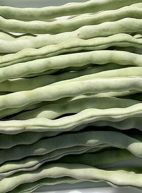 【白不老大白豆芸豆】新鲜现摘云南大白豆角白不老当季农家蔬菜