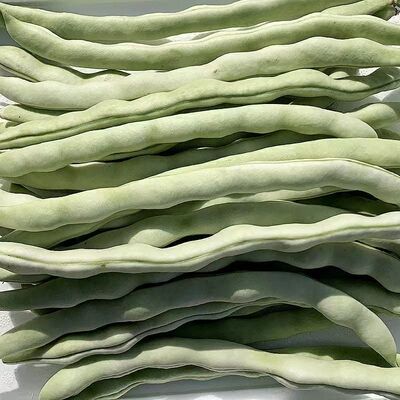 【白不老大白豆芸豆】新鲜现摘云南大白豆角白不老当季农家蔬菜