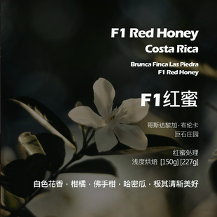 哥斯达黎加巨石庄园F1红蜜处理手冲单品咖啡豆新鲜浅烘白色花香