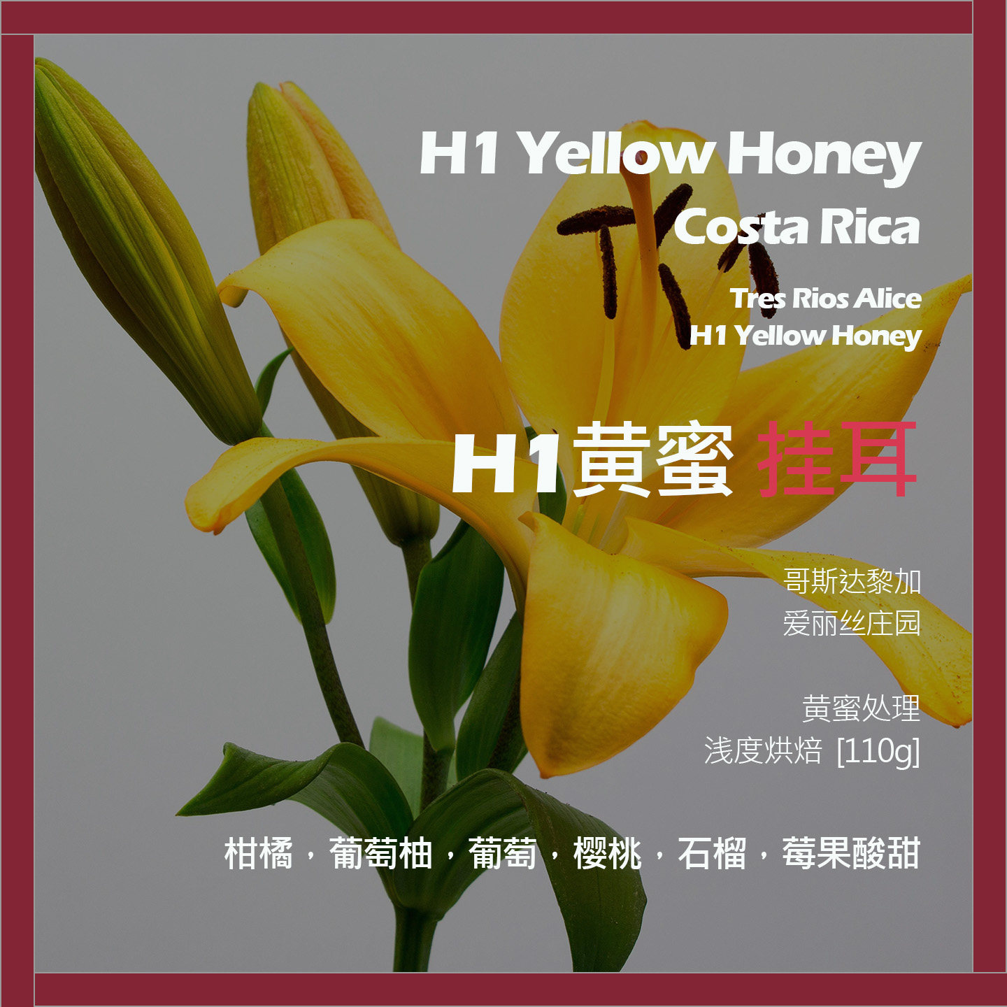 挂耳哥斯达黎加爱丽丝庄园H1黄蜜单品咖啡豆新鲜浅烘石榴莓果酸甜