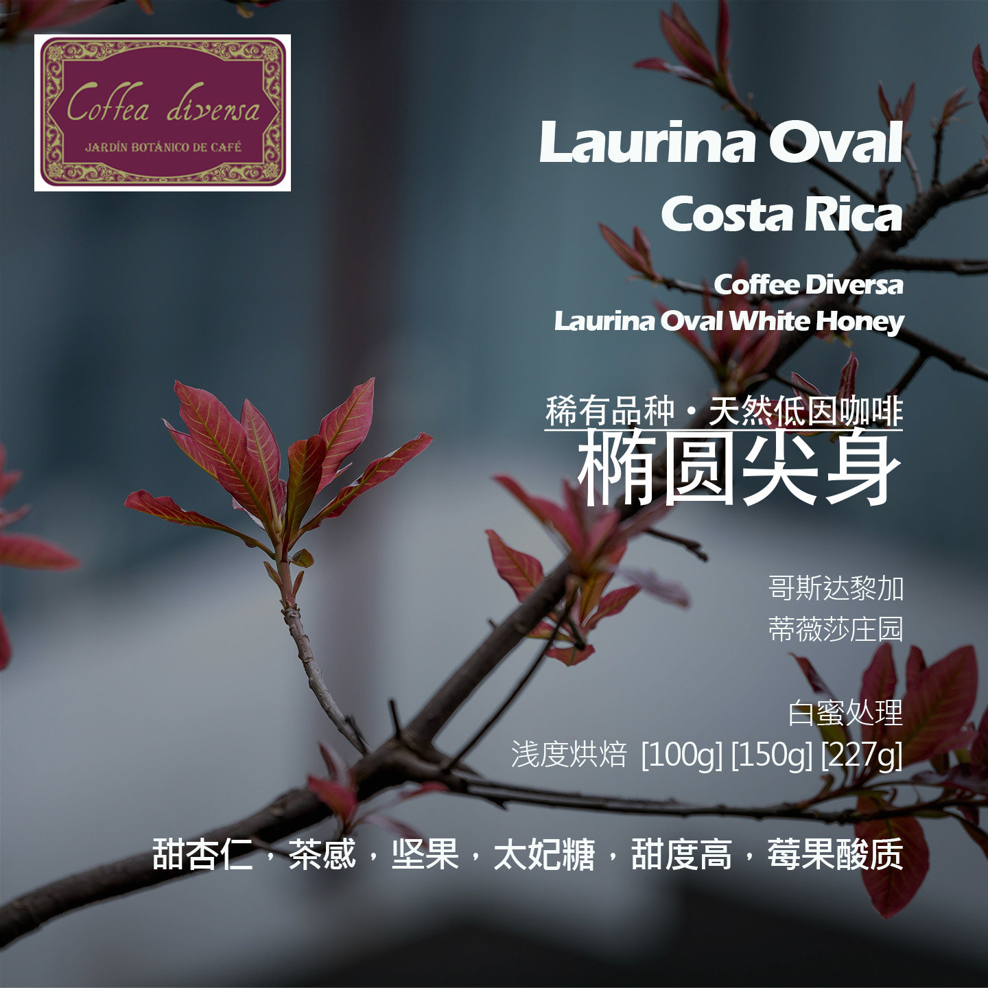 哥斯达黎加蒂薇莎庄园椭圆尖身白蜜处理天然低因手冲单品咖啡豆