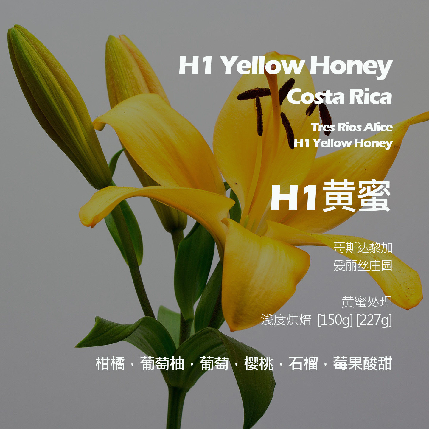 哥斯达黎加爱丽丝庄园H1黄蜜手冲单品咖啡豆新鲜浅烘葡萄柚樱桃