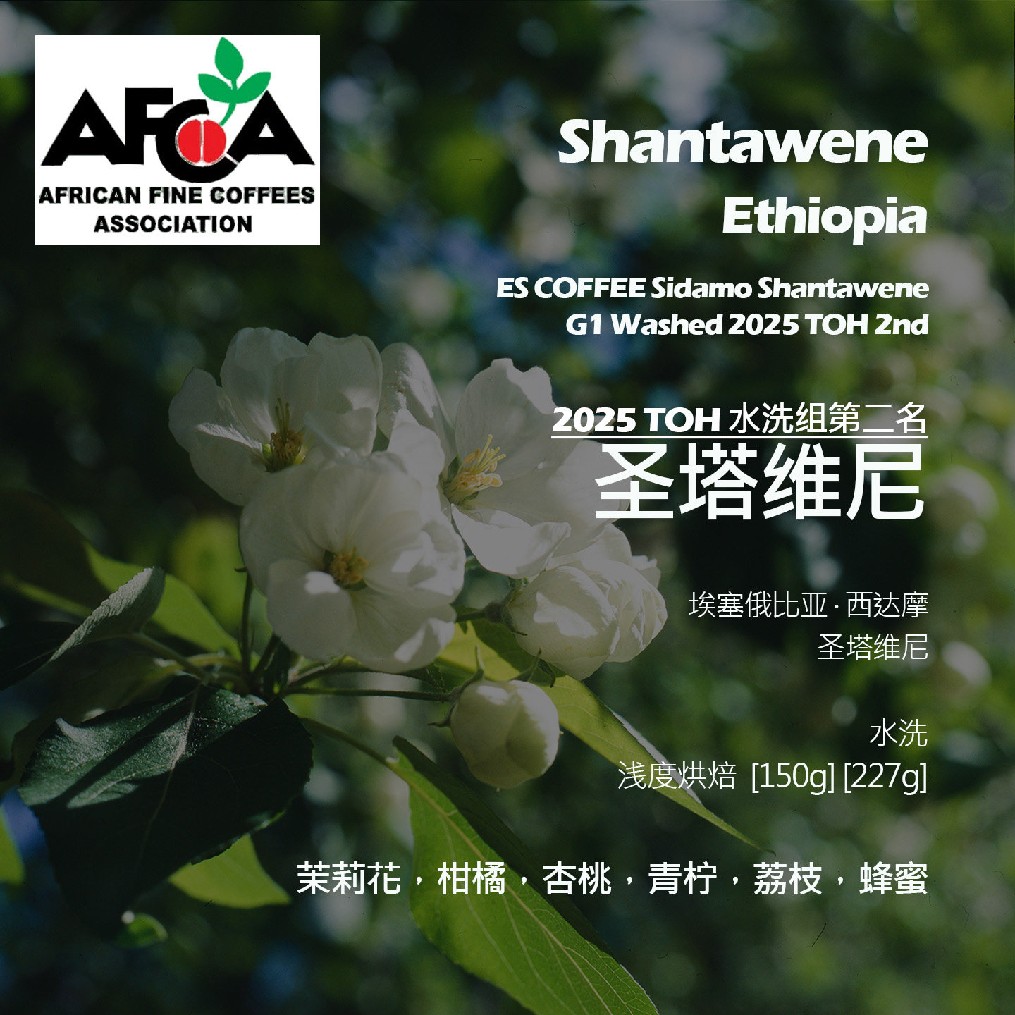 埃塞俄比亚圣塔维尼水洗手冲单品咖啡豆2025TOH水洗组第二名杏桃