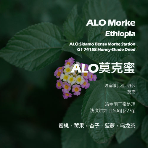 埃塞俄比亚班莎ALO莫克蜜处理手冲单品咖啡豆浅烘杏子菠萝乌龙茶