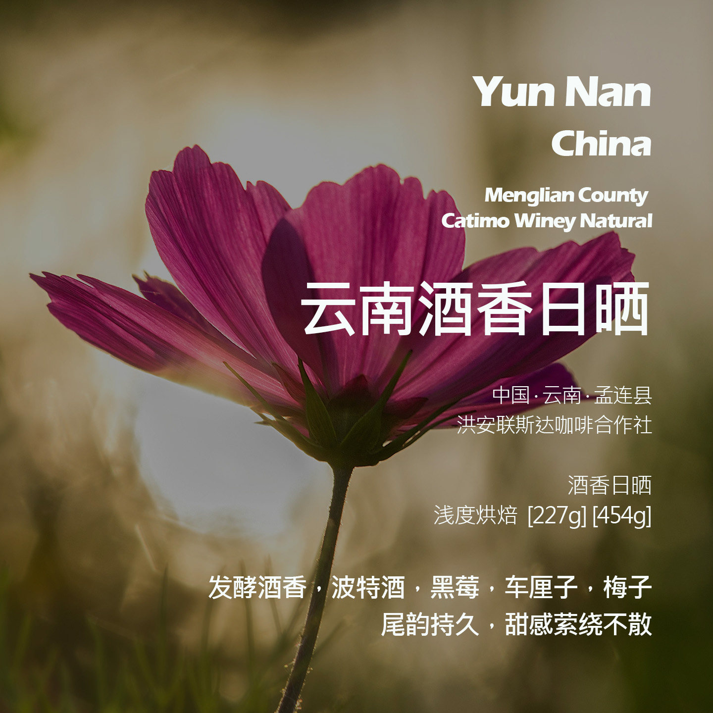 云南孟连洪安联斯达卡蒂姆酒香日晒手冲单品咖啡豆新鲜浅烘酒香