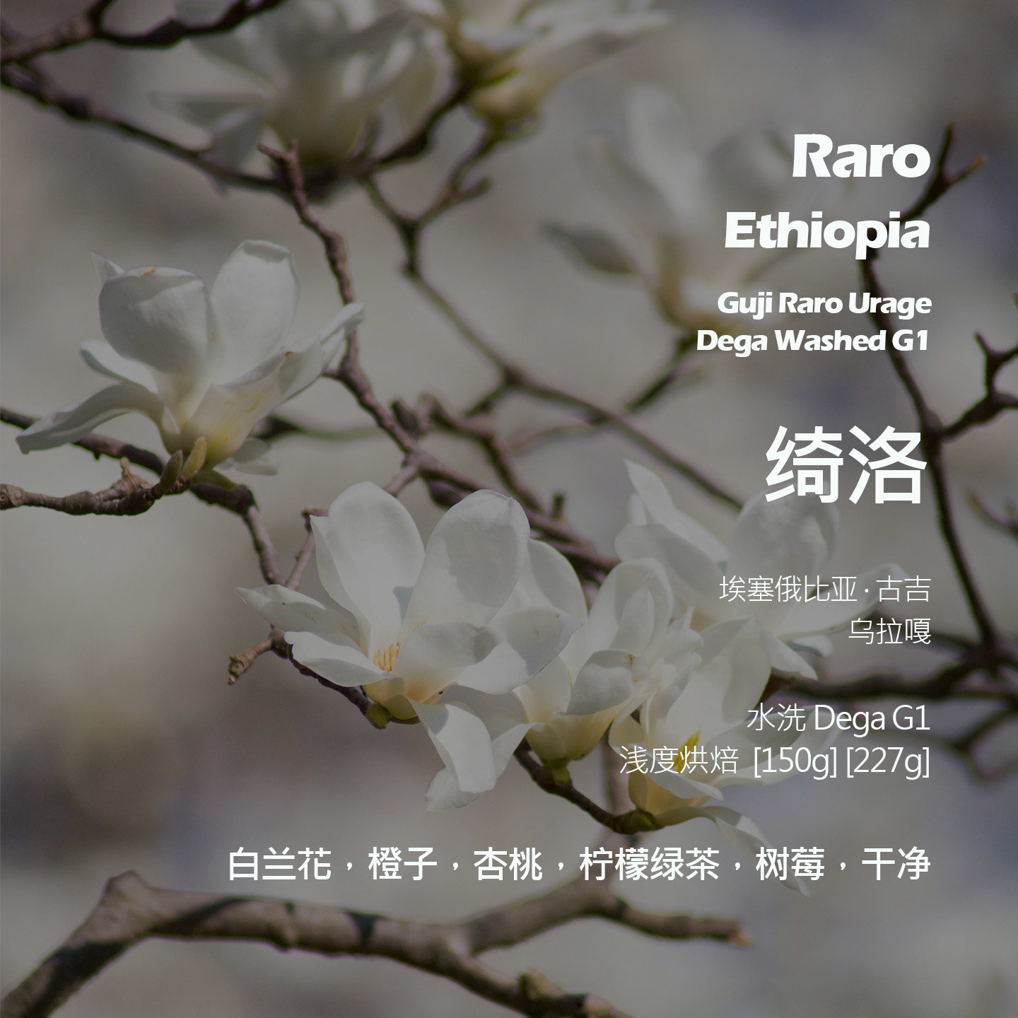 埃塞俄比亚古吉乌拉嘎绮洛水洗DegaG1手冲单品咖啡豆新鲜浅烘杏桃