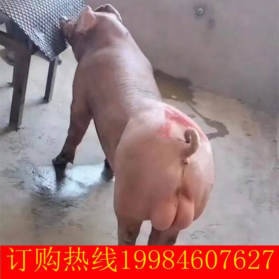 原种太湖母猪新美系杜洛克长白大白苏太长太二元母猪猪仔全国包邮