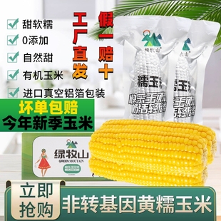 绿牧山糯玉米新鲜东北玉米旗舰店早安大黏苞米真空装 25年新季