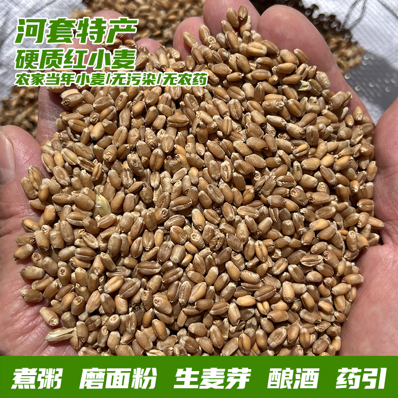 河套农家小麦粒未加工当年巴盟纯正农村硬质红小麦麦芽糖煮粥发芽