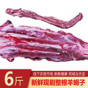 多肉羊蝎子新鲜带羊尾当天现剔原切羊脊骨整根切块羊脖骨火锅食材