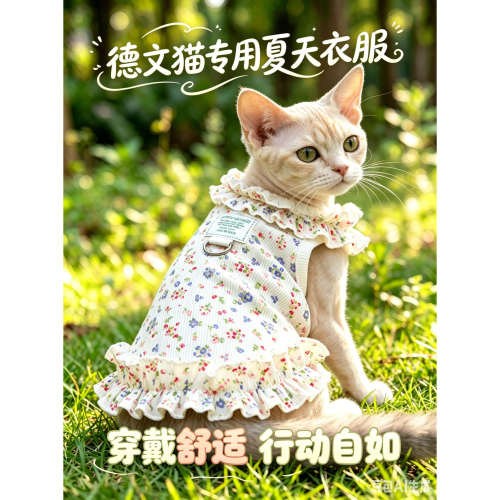 德文猫专用猫咪夏天衣服薄款宠物背心小猫裙子漂亮可爱连衣裙服装