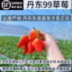丹东99草莓新鲜水果奶油草莓红颜大礼盒孕妇牛奶辽宁东港久久顺丰