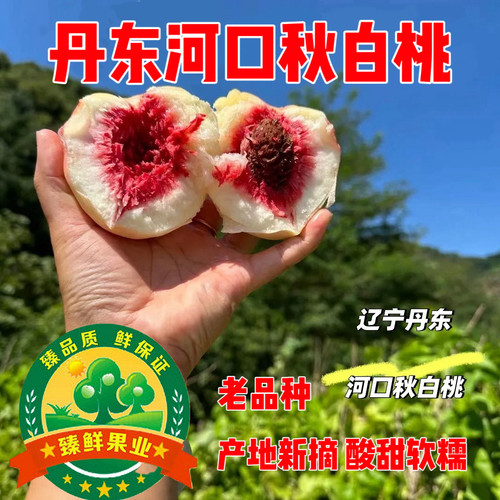 现摘丹东河口秋白桃10斤正宗