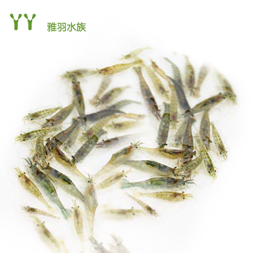 黑壳虾除藻虾活体工具虾顺丰包邮