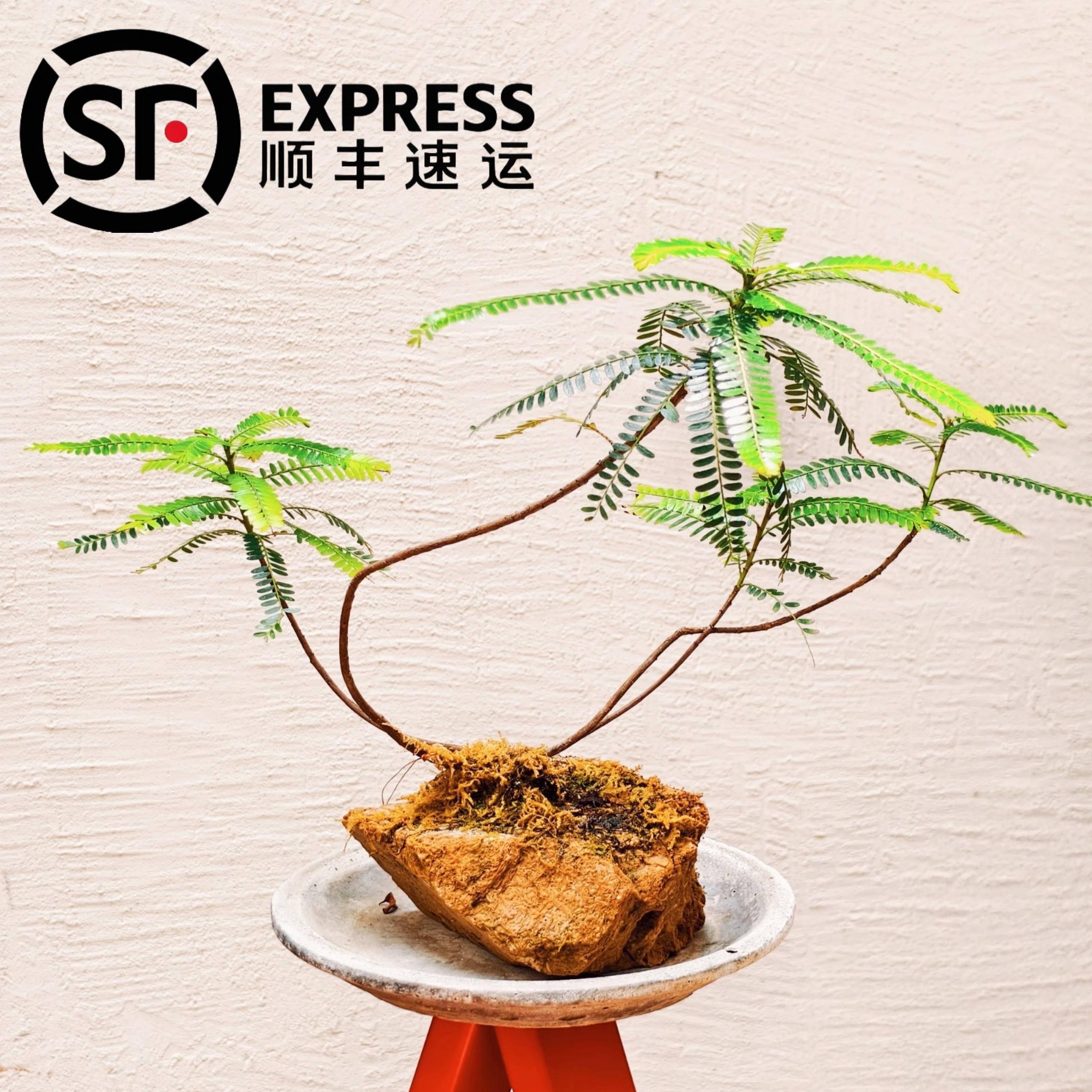 新品海岛叶下珠水培盆景鱼缸造景茶台桩山水假山摆件水培绿植盆栽