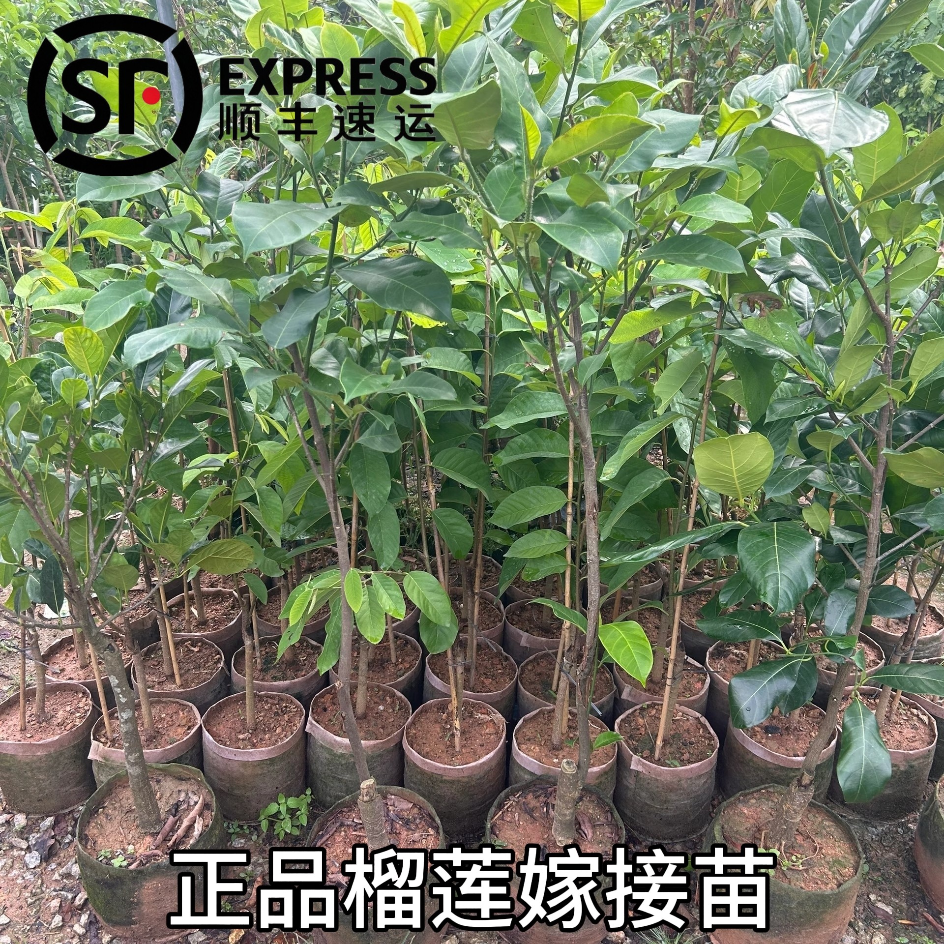爆款正品榴莲树苗盆栽地栽进口大果金枕头猫山带土带叶顺丰发货