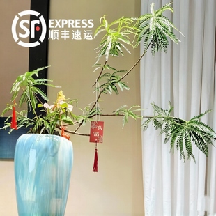 海岛叶下珠盆景室内外客厅办公室山水桌面摆件绿植土培水培植物