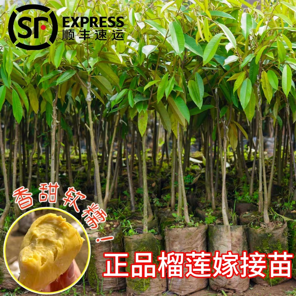 正品榴莲树苗盆栽地栽进口大果金枕头猫山带土带叶发货顺丰运送