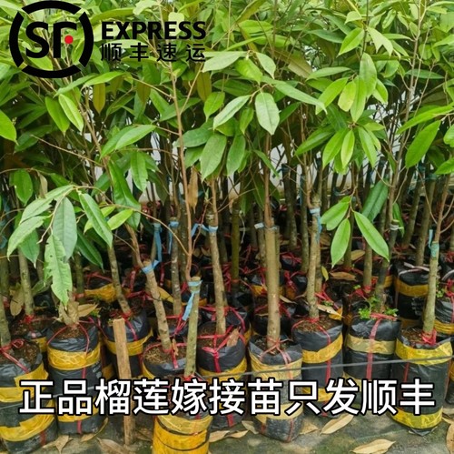 顺丰发货正品榴莲树苗盆栽地栽进口大果金枕头猫山带土带叶种子