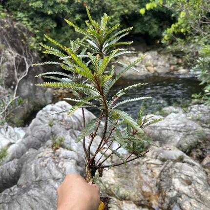 创意水生植物海岛叶下珠可水培可土培鱼缸造景桌面高端摆件绿植
