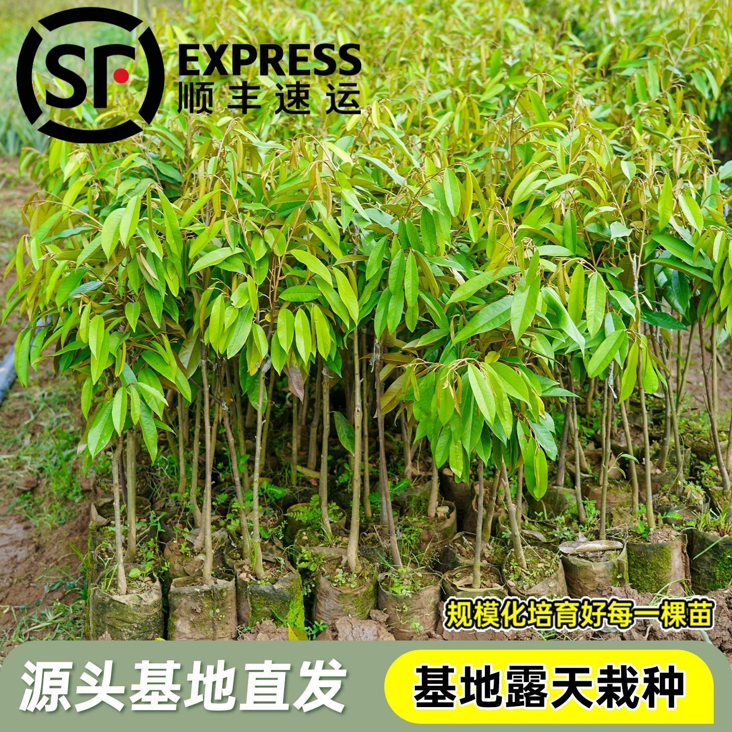 正品榴莲树苗盆栽地栽进口大果金枕头猫山带土带叶发货只发顺丰