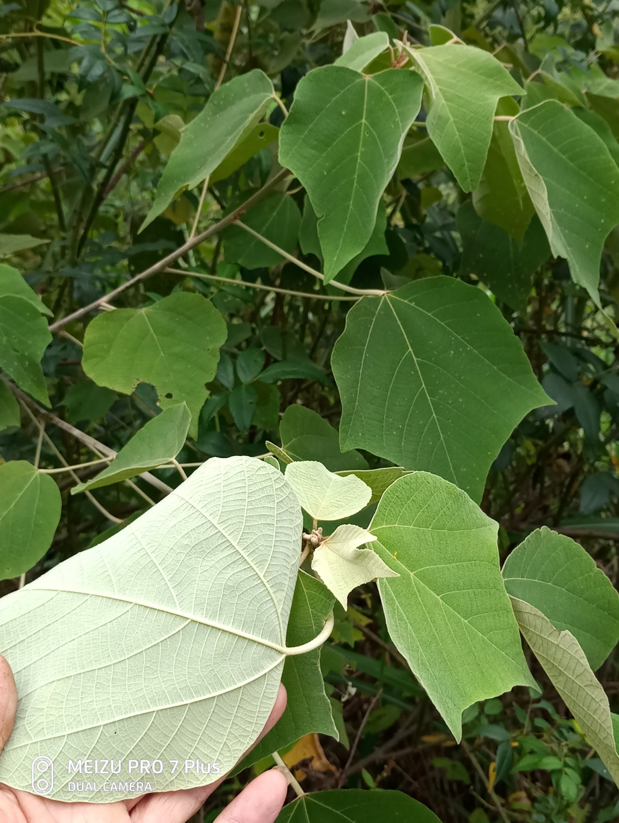 白背叶 白背木 白背娘 白朴树 断根药 白背叶种苗一苗