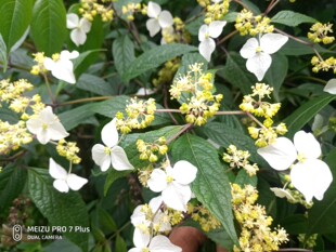 绣球花 山绣球 绣球花种苗一株