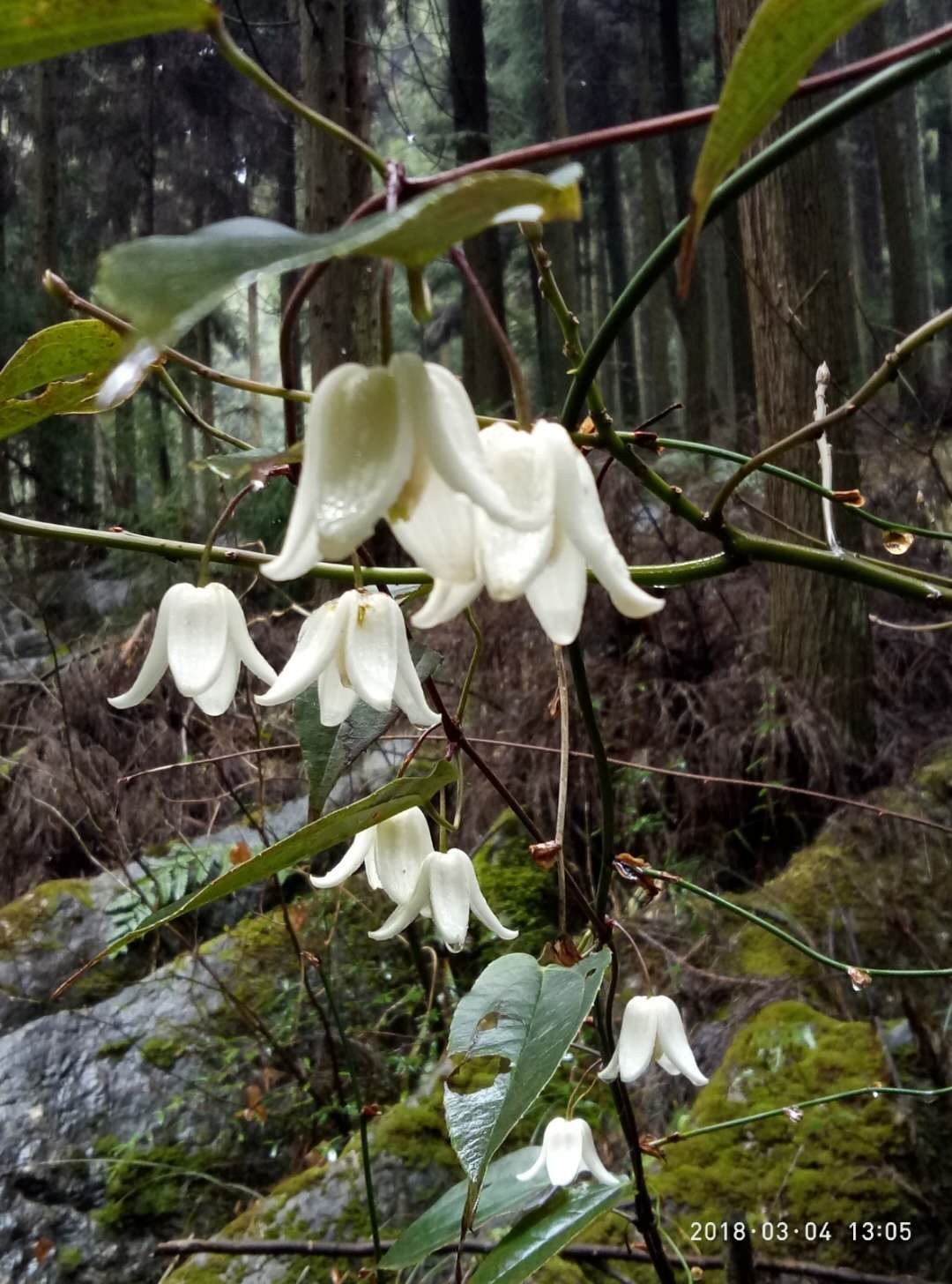 单叶铁线莲 地雷根 拐子药 铁线莲花 单叶铁线莲苗一株,鲜花速递/花卉仿真/绿植园艺,时令草本花卉,淘宝优惠券,粉丝福利购,淘宝优惠卷