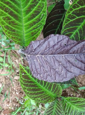 红背走马胎，血枫、山鼠、山猪药、走马风种苗一苗