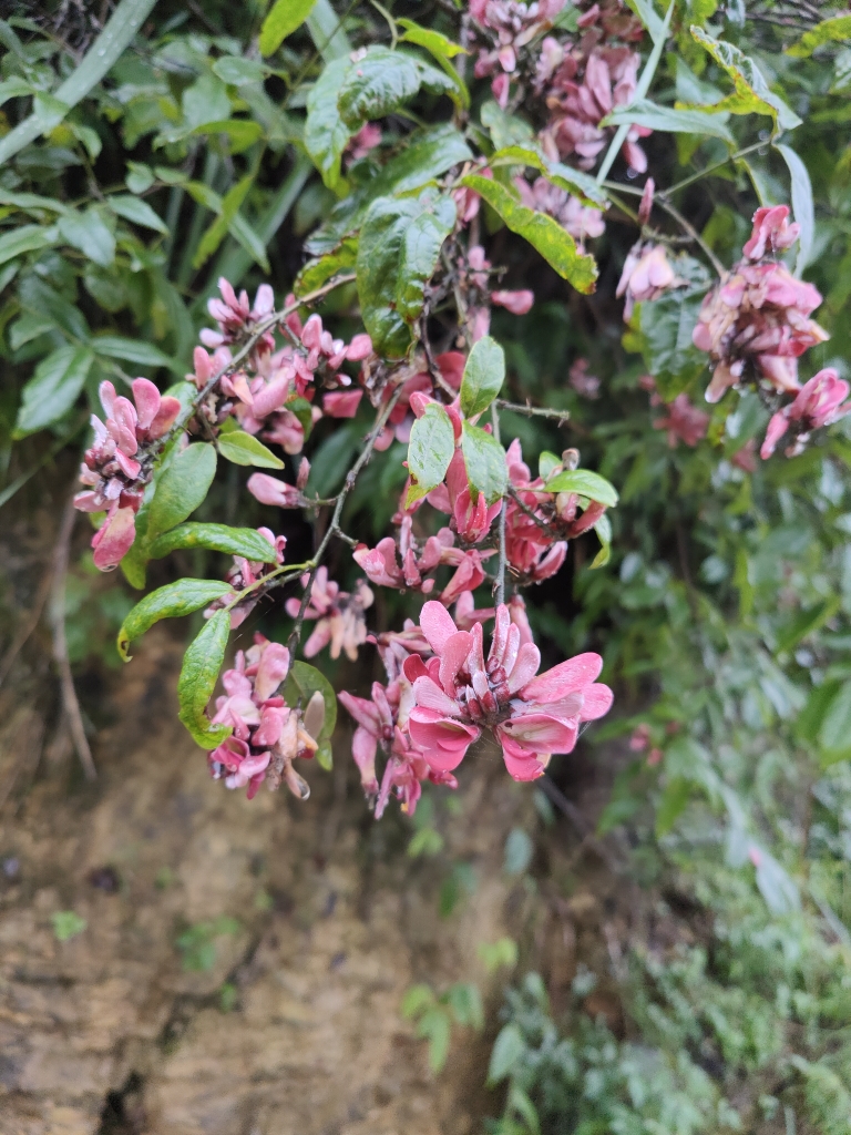 香花崖豆藤鸡血藤香花崖豆藤山胡豆山鸡血藤