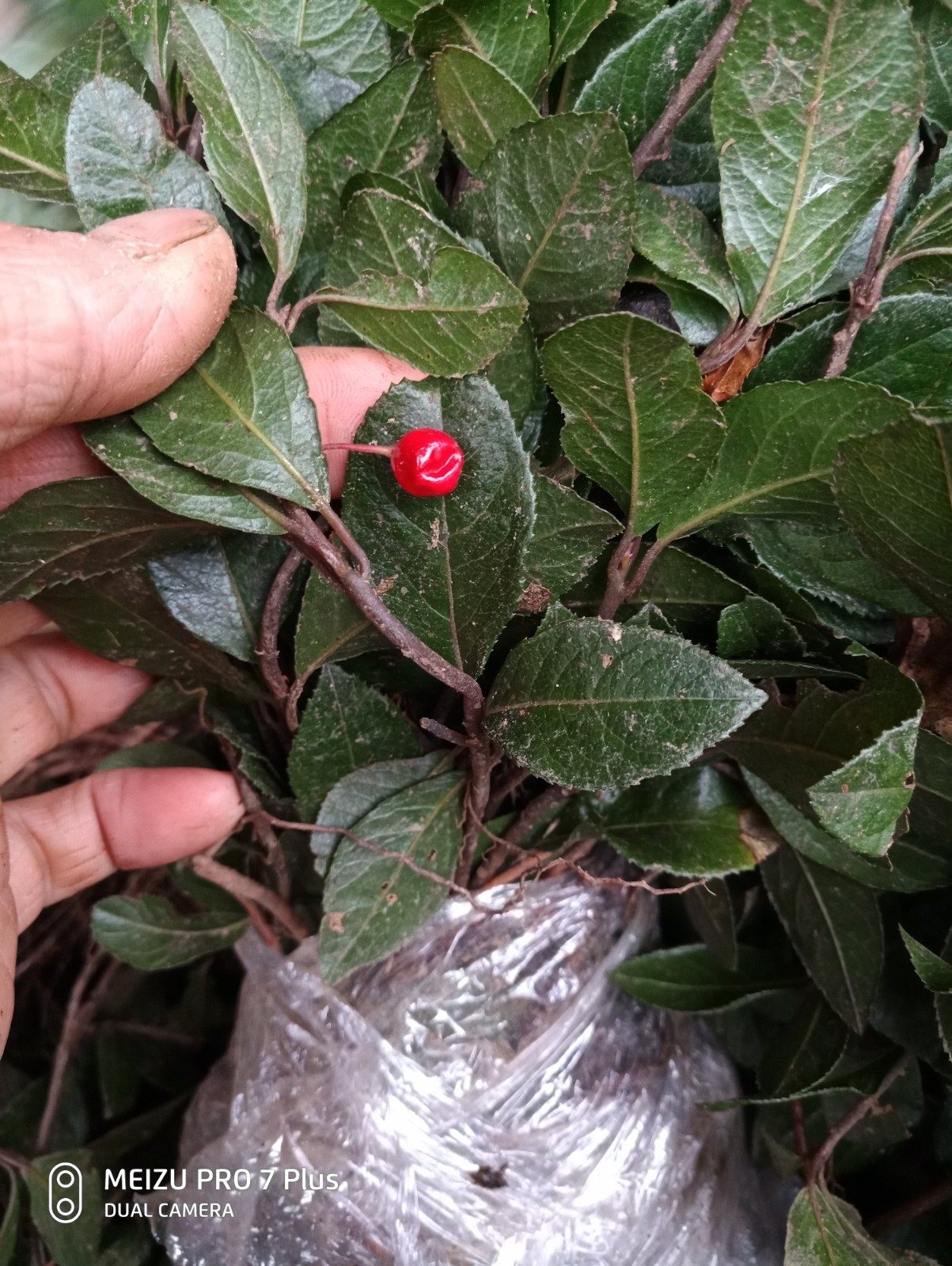 矮脚茶,矮地茶,不出林,紫金牛,平地木,绿化苗500克