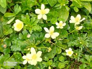 虎掌草 草玉梅、白花舌头草、汉虎掌、见风草 虎掌草种苗一株