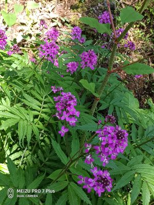 华中碎米荠 碎米荠 菜子七 偏头菜 歪头菜种苗一株