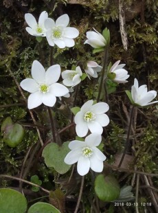 雪割草 獐耳细辛 川鄂獐耳细辛开花苗一苗