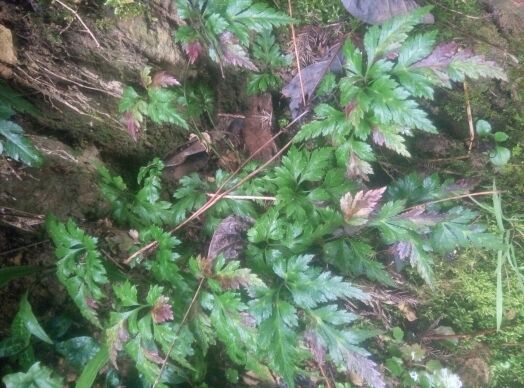 鸡爪黄连，黄连种苗一苗2元，量大优惠