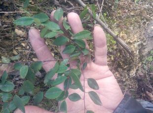 小叶铁包金，铁包金，勾儿茶种苗一苗