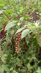 商陆，山萝卜、见肿消、金七娘、猪母耳、白母鸡种苗一苗