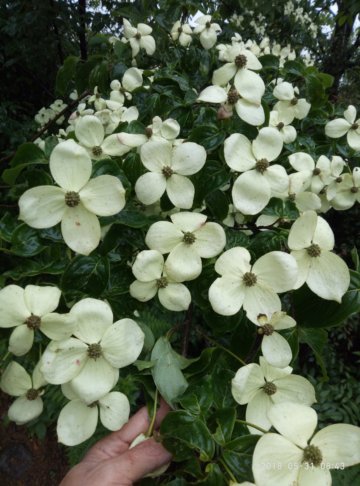 四照花野荔枝四照花种苗一苗