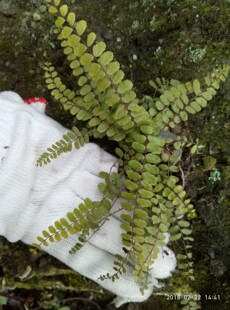 雨林缸水陆缸微景观植物铁角蕨，铁角蕨科植物一株