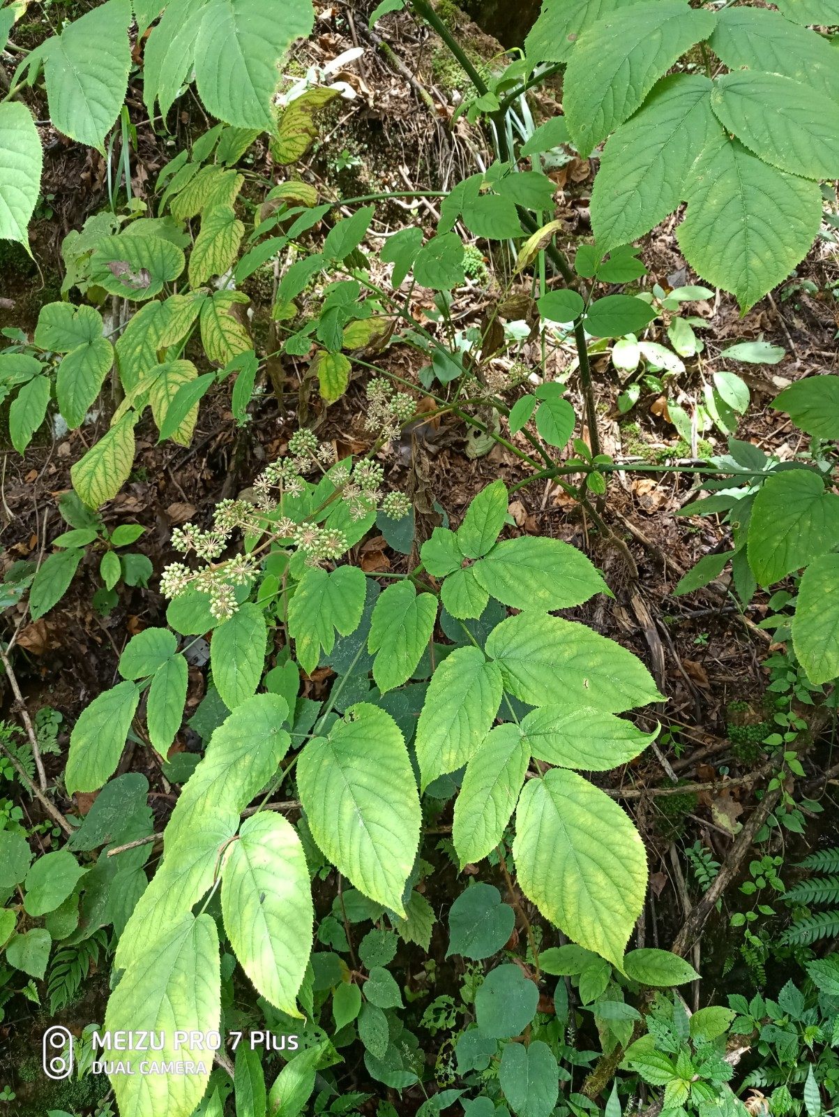独活 重齿毛当归 香独活 山大活 川独活 肉独活 独活种苗一株