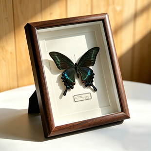 真蝴蝶标本绿带翠凤蝶标本diy玄关摆件相框装饰品送男生女生礼品
