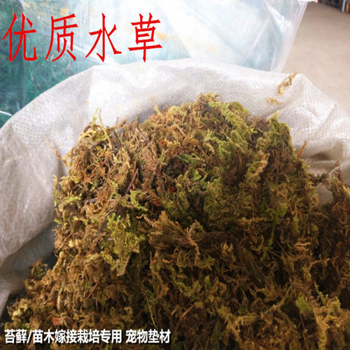 水苔干苔藓蝴蝶兰花土铁皮石斛育苗嫁接保湿龟冬眠运输垫材10公斤