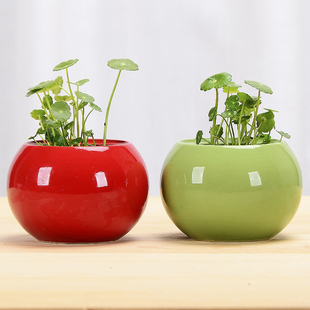 水培花瓶陶瓷水养绿萝花盆家居装 饰品酒柜客厅插花办公桌摆件