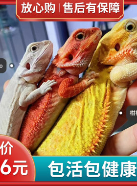鬃狮蜥蜴鬃狮蜥蜴可爱安全